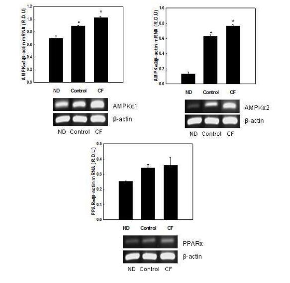 Effects of CF on mRNA expression of AMPKα and PPARα in C2C12 myotubes.