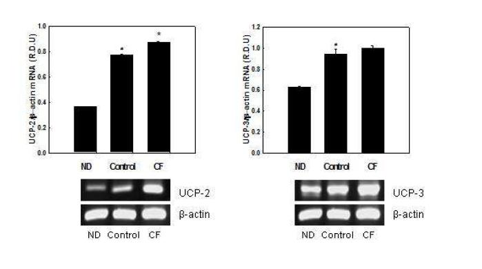 Effects of CF on mRNA expression of UCPs in C2C12 myotubes.