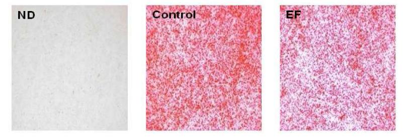 Effects of EF on lipid accumulation in C2C12 cells.