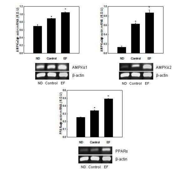 Effects of EF on mRNA expression of AMPKα and PPARα in C2C12 myotubes.