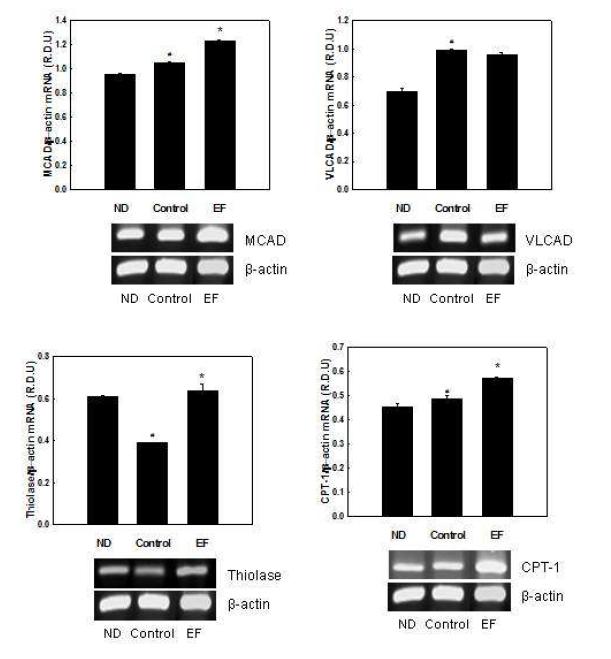 Effects of EF on mRNA expression of genes involved in fatty acid oxidation in C2C12 myotubes.