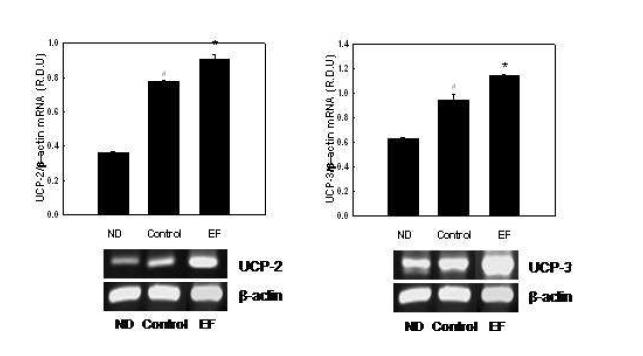 Effects of EF on mRNA expression of UCPs in C2C12 myotubes.