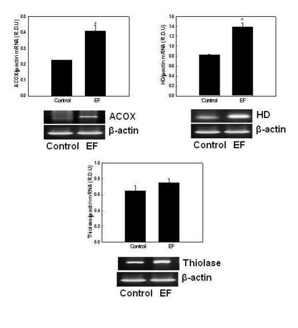 Effects of EF on mRNA expression of genes involved in peroxisomal fatty acid β-oxidation in NMu2Li liver cells.