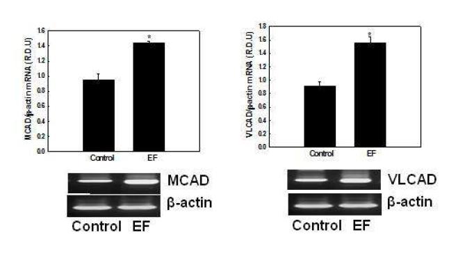Effects of EF on mRNA expression of genes involved in mitochondrial fatty acid β-oxidation in NMu2Li liver cells.