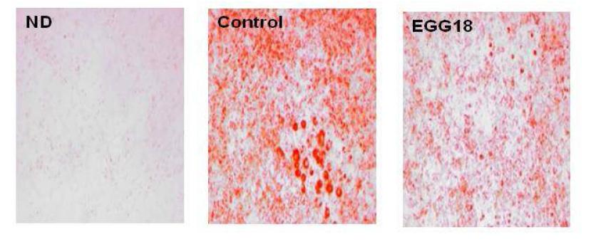 Effects of EGG18 on accumulation of triglycerides in 3T3-L1 cells.