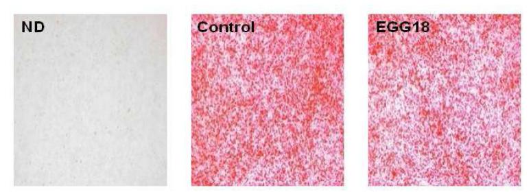 Effects of EGG18 on lipid accumulation in C2C12 cells.