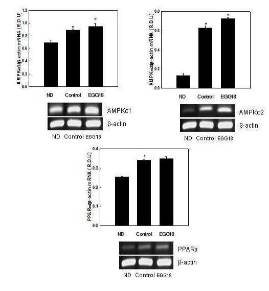 Effects of EGG18 on mRNA expression of AMPKα and PPARα in C2C12 myotubes.