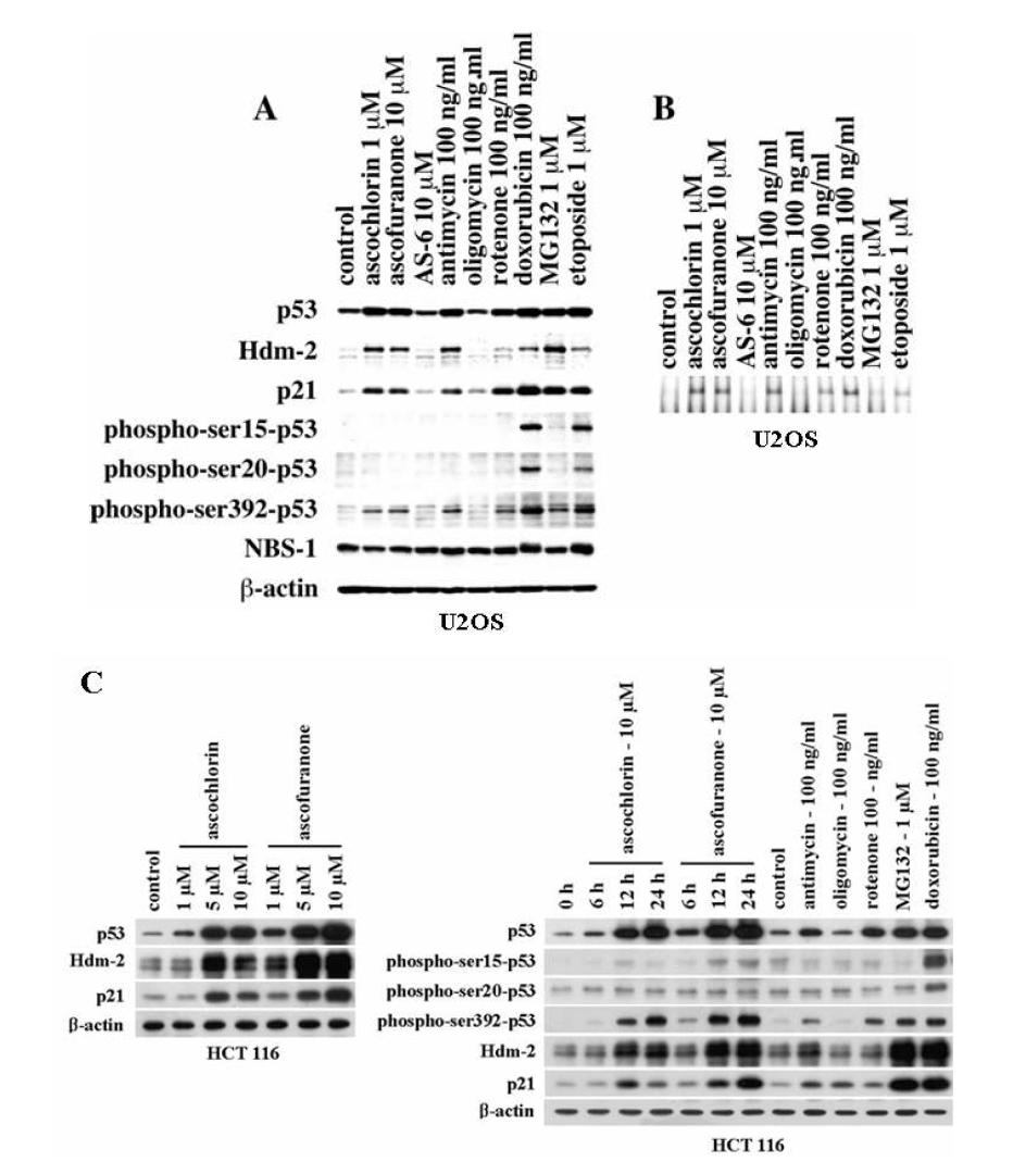 여러 p53 유도물질과 ascochlorin 및 ascofuranone에 의한 p53 활성화의 비교