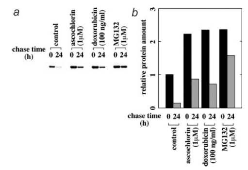 여러 p53 유도물질과 ascochlorin에 의한 p53 단백질의 합성정도 비교