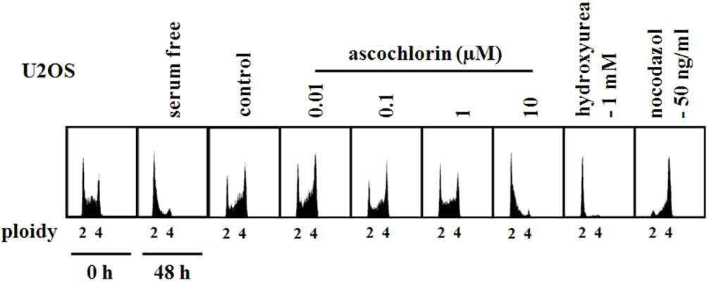 ascochlorin에 의한 U2OS세포의 세포주기 억제