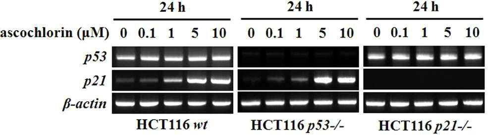 ascochlorin에 의한 HCT116세포의 p53, p21 mRNA 발현분석