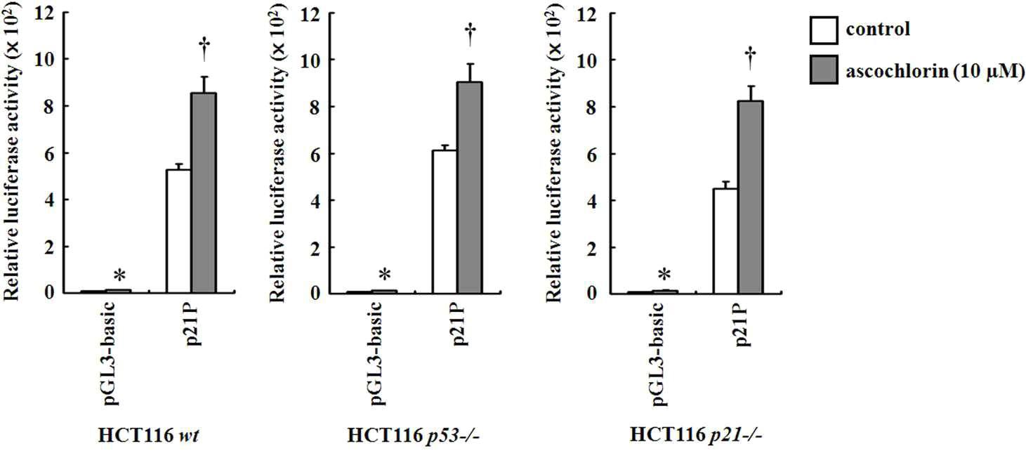 ascochlorin에 의한 HCT116세포의 p21 전사활성 측정