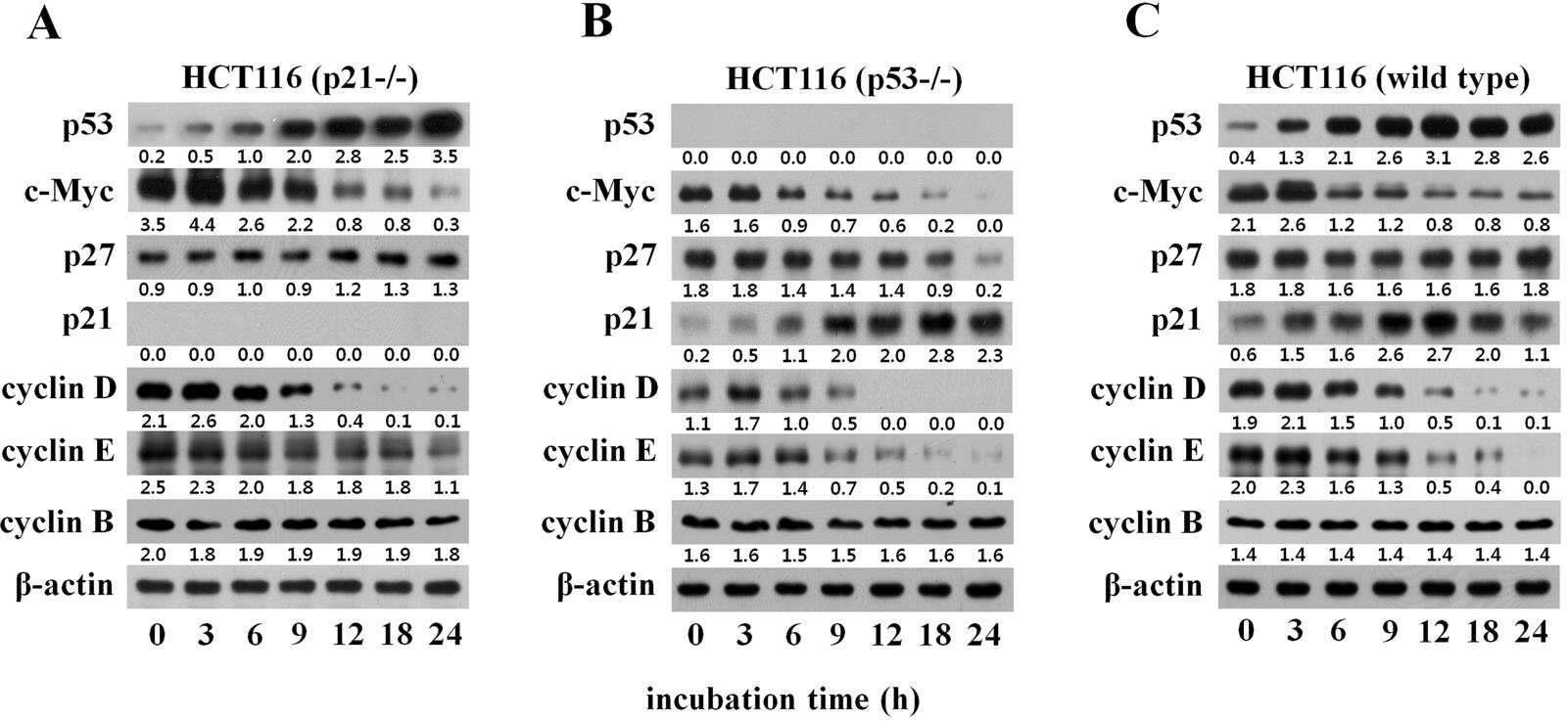 ascofuranone에 의한 HCT116세포의 단백질 발현 변화 분석