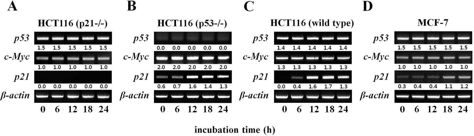ascofuranone에 의한 HCT116세포 및 MCF-7 세포의 mRNA 발현 변화 분석