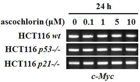 ascochlorin에 의한 HCT116세포의 c-Myc의 mRNA 발현 변화 분석