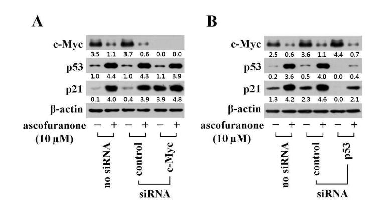 c-Myc에 의한 p21 발현 조절 및 ascofuranone에 의한 p21 발현 조절