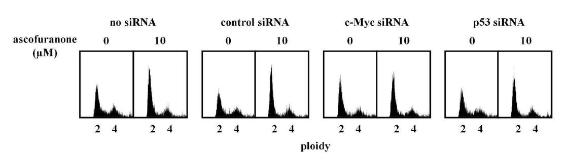 c-Myc에 의한 G1기 세포주기 억제 및 ascofuranone에 의한 세포주기 조절