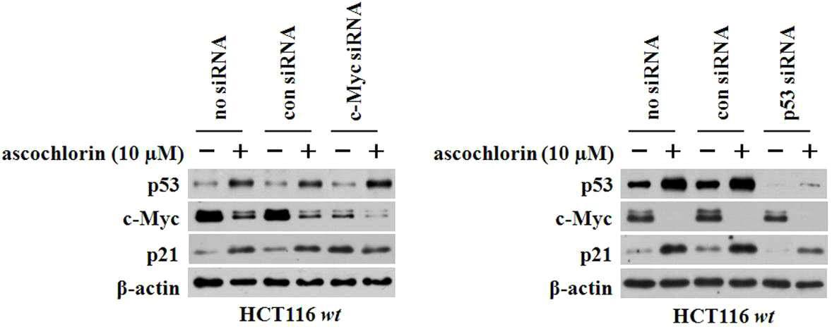 c-Myc에 의한 p21 발현 조절 및 ascochlorin에 의한 p21 발현 조절