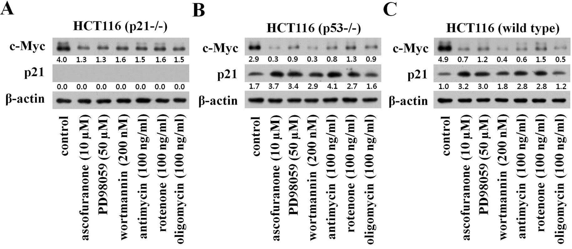 미토콘드리아 호흡저해제 및 다양한 키나아제 저해제에 의한 c-Myc과 p21의 발현조절 양상