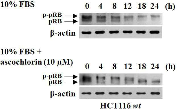 ascochlorin에 의한 RB 단백질의 활성 저해에 대한 효과