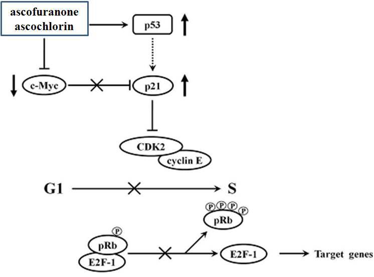 ascofuranone 및 ascochlorin에 의한 G1 세포주기 억제 모델