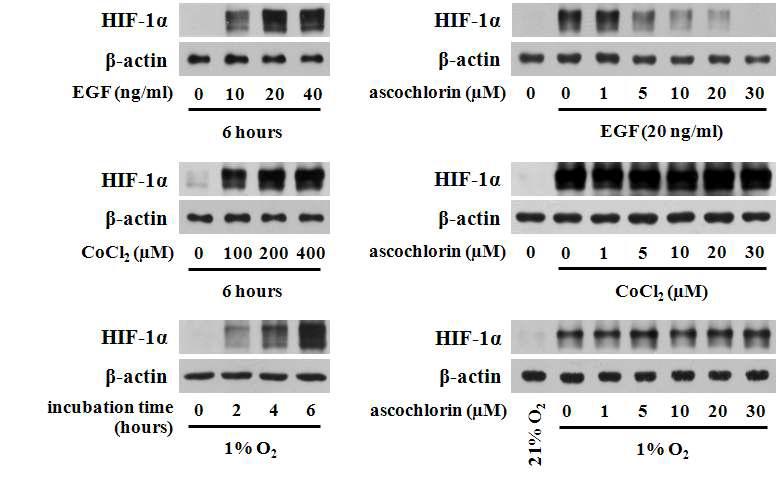 다양한 HIF-1α의 안정화 조건에서 ascochlorin에 의한 HIF-1α의 발현 조절 양상