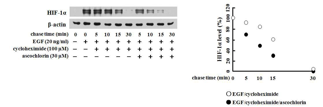 cyclohexamide 및 ascochlorin에 의한 HIF-1α의 half-life 측정