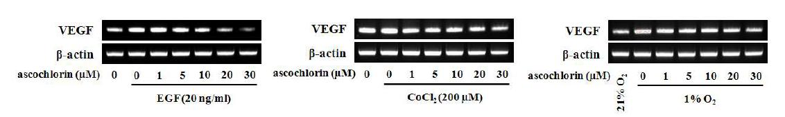다양한 HIF-1α의 전사활성 조건 하에서 ascochlorin에 의한 VEGF의 mRNA 발현 저해 양상