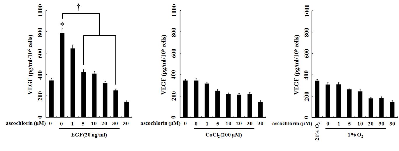 다양한 HIF-1α의 전사활성 조건 하에서 ascochlorin에 의한 VEGF의 세포외 분비 저해 양상