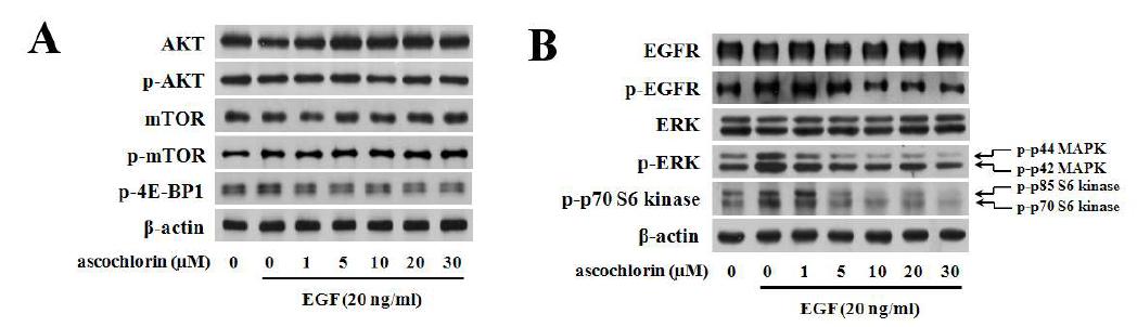 CsSki세포에서 ascochlorin에 의한 EGFR/ERK/p70S6K 신호전달 경로 저해 결과