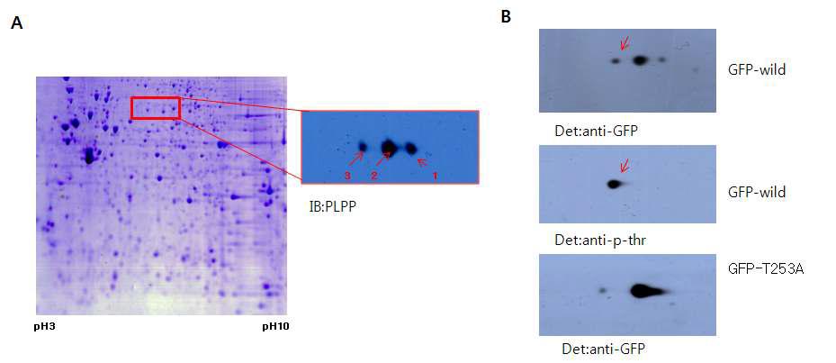 Two-dimensional gel electrophoresis shows that Thr253 is a phosphorylation site