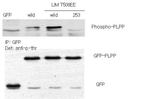 LIMK phosphorylates PLPP in vivo