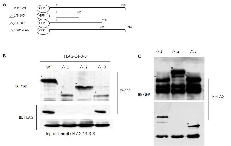 Interaction analysis between 14-3-3 and PLPP