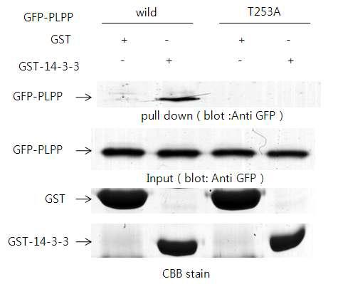 Interaction of PLPP and 14-3-3 is dependent on Thr-253 phosphorylation