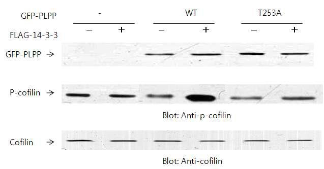 Expression of 14-3-3 increases the cellular p-cofilin level and suppresses PLPP activity induced by cofilin dephosphorylation