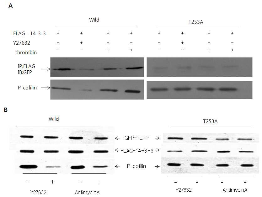 14-3-3 inhibits PLPP, but not its T253A mutant