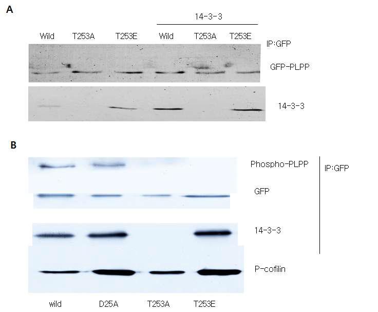 PLPP interacts with 14-3-3 proteins.