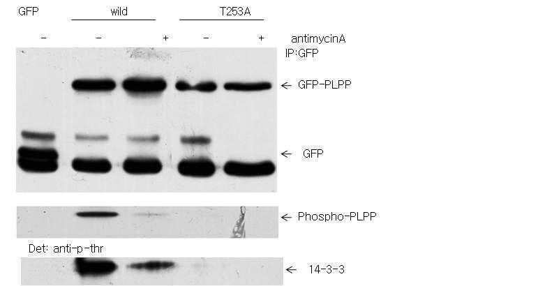 Antimycin A induces PLPP activation