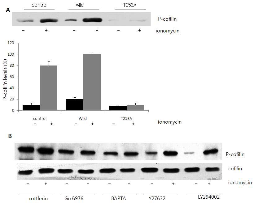 ionomycin induces PLPP inhibition and cofillin phosphorylation