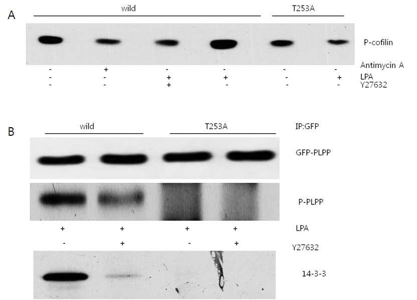 LIMK regulates PLPP downstream of Rho/ROCK pathway