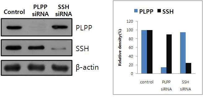 Western blot analysis PLPP and SSH in Hela cells