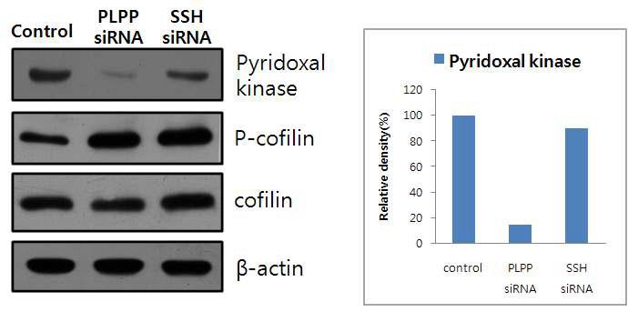 Western blot analysis of pyridoxal kinase and phospho-cofilin change in Hela cells