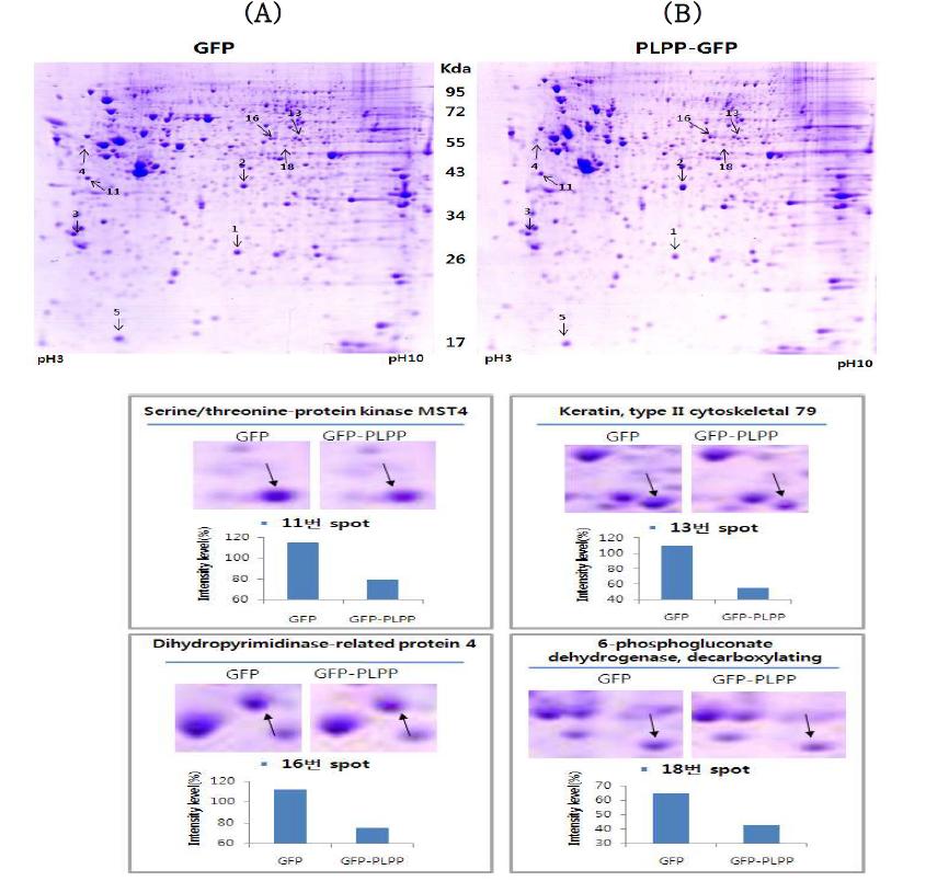 Coomassie-stained 2-DE gel pattern of 24h GFP and PLPP -GFP transfected Hela cells