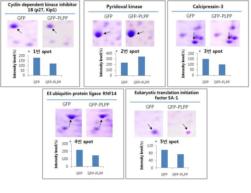 Differentially expressed proteins.