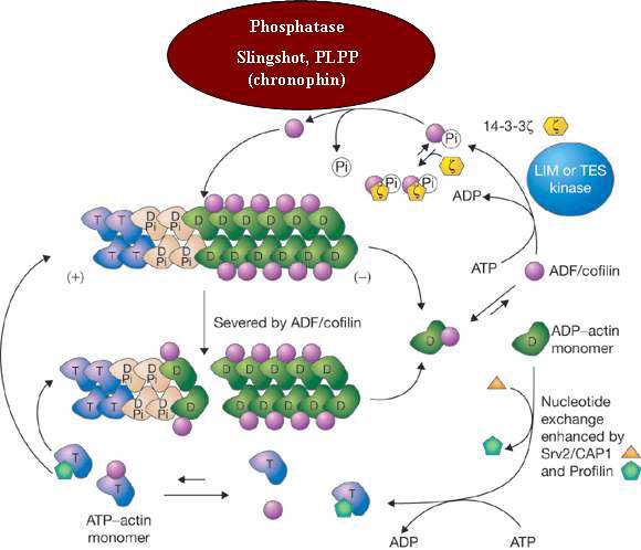 The novel role of PLPP in the regulation of activity of ADF/cofilin