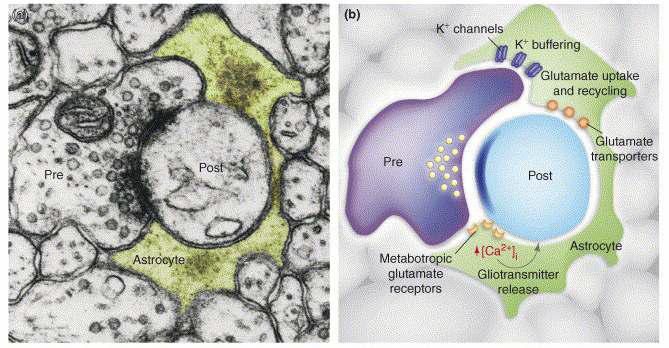 Tripartite synapse hypothesis