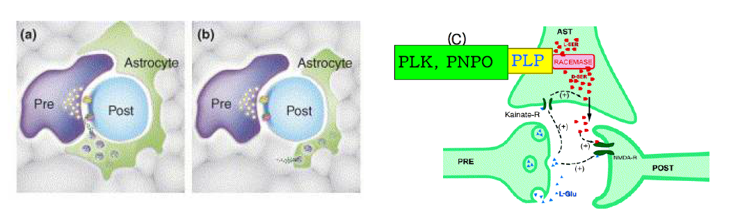 The role of D-serine release from astrocytes