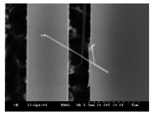 트랜치 기판위에 걸쳐진 ZnO 나노선의 전자현미경 사진