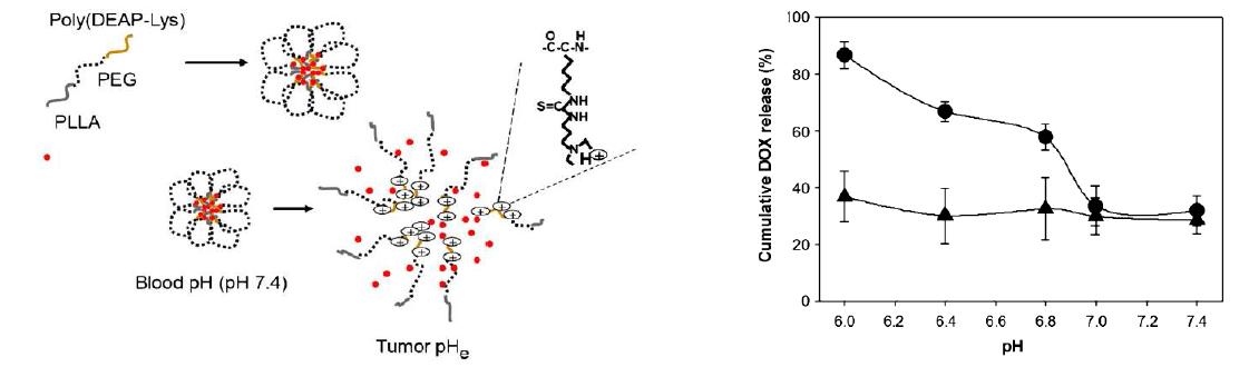 Poly(DEAP-Lys)-b-PEG-b-PLLA의 약물 방출 메커니즘 (좌) 및 방출시작 24시간 경과 후 약물의 pH에 따른 방출 정도 차이 (우): poly(DEAP-Lys)-b-PEG-b-PLLA (●)와 control (PLLA-b-PEG) (▲)