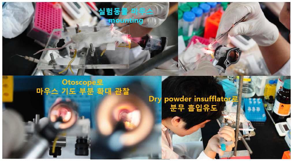 마우스 폐흡입용 drug powder inhaler (insufflator) 이용한 다공성 마이크로입자의 분출모습